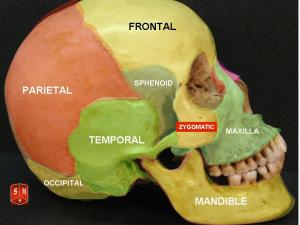 Labeled bones of skull