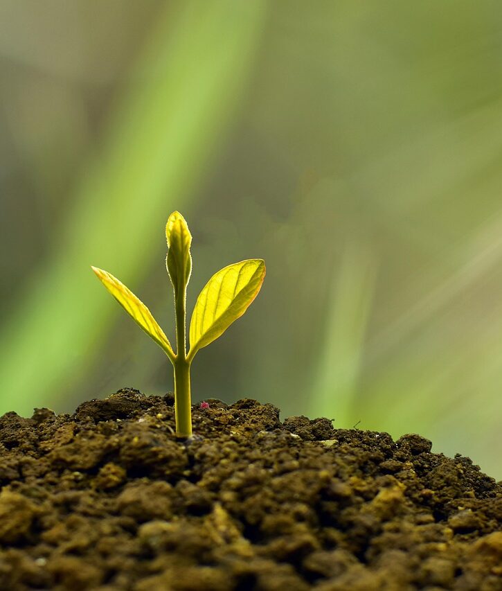 Seedling Succesfully growing